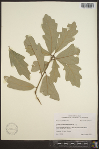 Quercus x comptoniae image