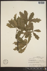 Quercus x comptoniae image