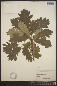 Quercus × deamii image