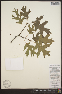 Quercus ellipsoidalis image