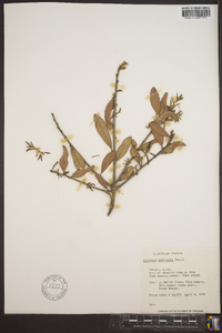 Quercus geminata image