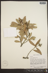 Quercus geminata image