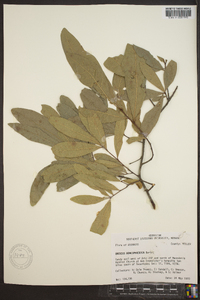 Quercus hemisphaerica image