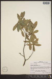 Quercus hemisphaerica image