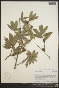 Quercus hemisphaerica image