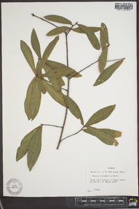 Quercus hemisphaerica image