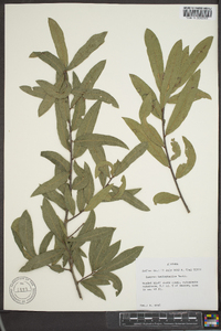 Quercus hemisphaerica image