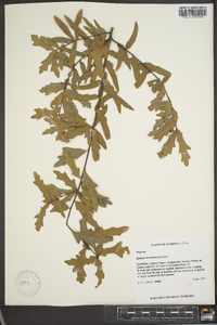 Quercus hemisphaerica image