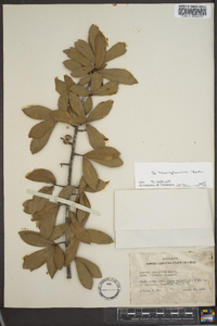 Quercus hemisphaerica image