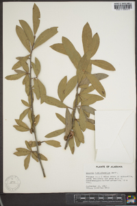 Quercus hemisphaerica image