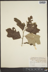 Quercus cerris image