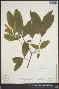 Quercus myrtifolia image