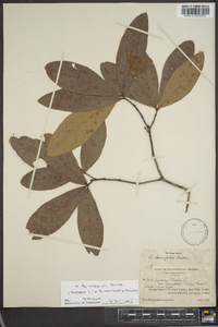 Quercus x rudkinii image