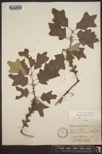 Quercus ilicifolia image