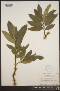 Quercus imbricaria image