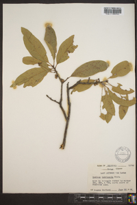 Quercus imbricaria image