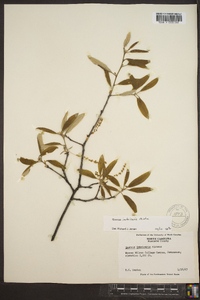 Quercus imbricaria image