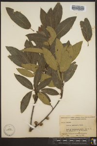 Quercus imbricaria image