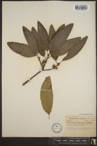 Quercus imbricaria image