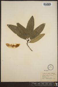 Quercus imbricaria image