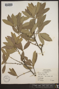 Quercus incana image