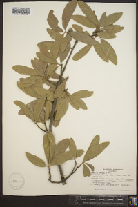 Quercus incana image