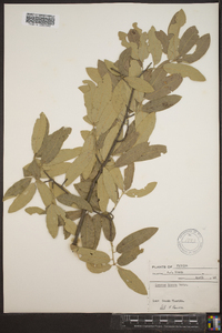 Quercus incana image