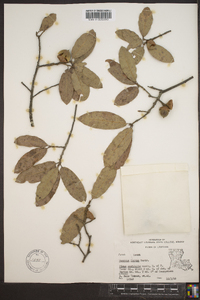 Quercus incana image