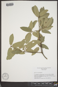 Quercus incana image