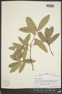 Quercus incana image