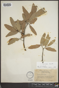 Quercus incana image