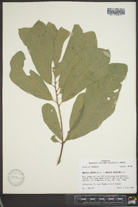 Quercus incana image