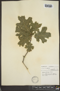 Quercus kelloggii image