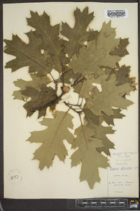 Quercus kelloggii image