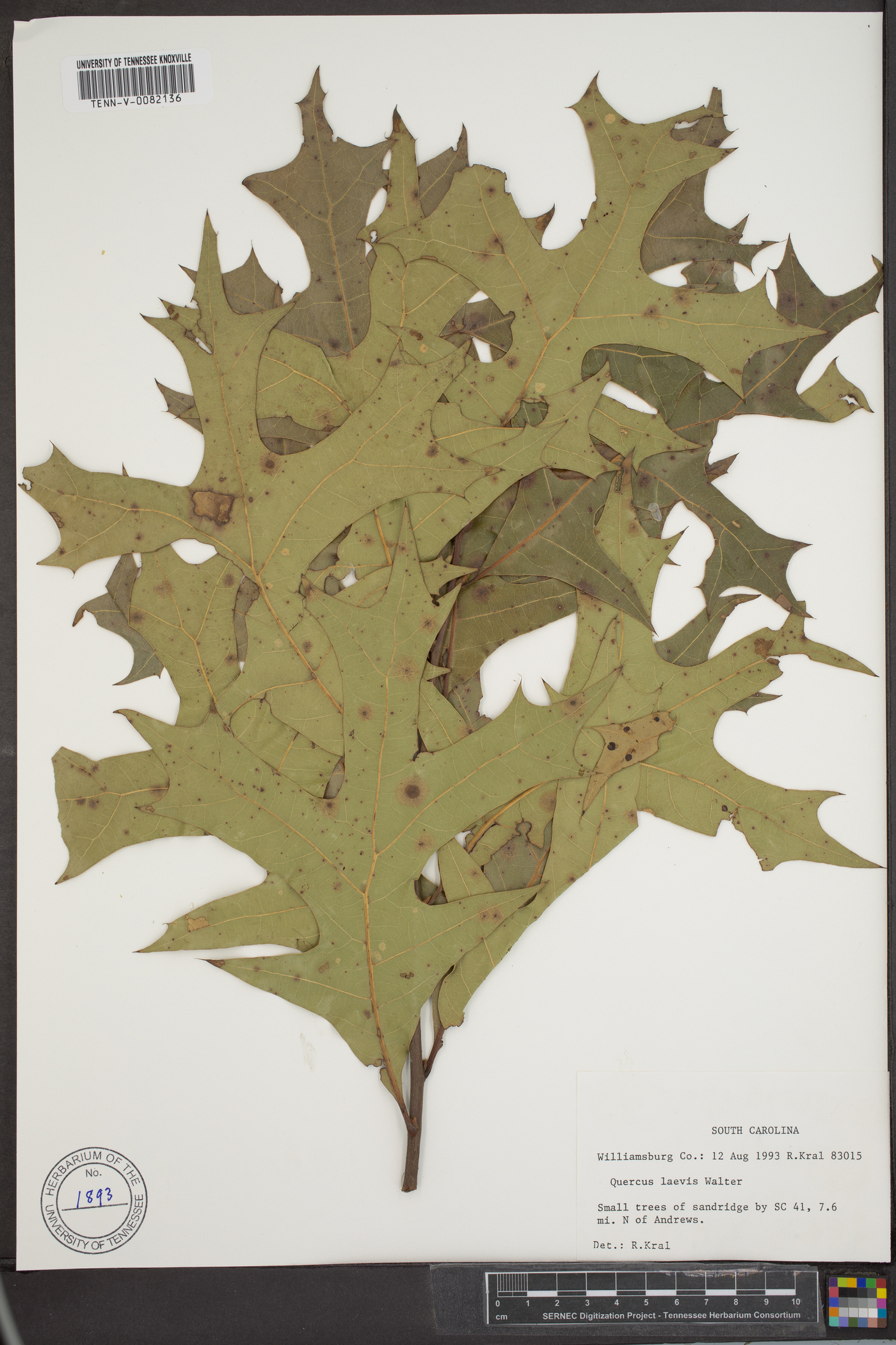 Quercus laevis image