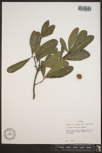 Quercus laurifolia image