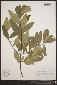 Quercus laurifolia image