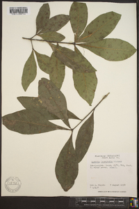 Quercus laurifolia image