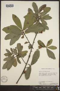 Quercus laurifolia image