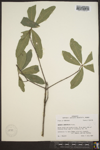 Quercus laurifolia image