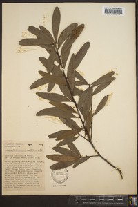 Quercus laurifolia image