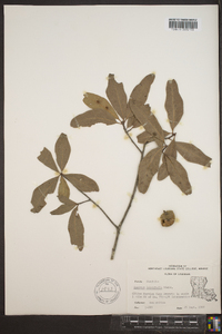 Quercus laurifolia image