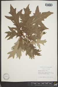 Quercus lyrata image