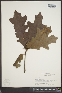 Quercus lyrata image