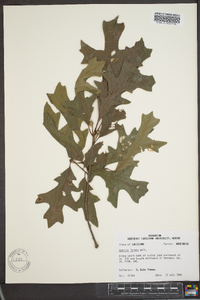 Quercus lyrata image