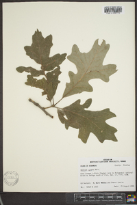 Quercus lyrata image