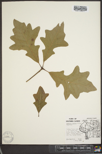 Quercus lyrata image