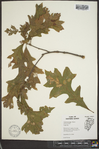 Quercus lyrata image