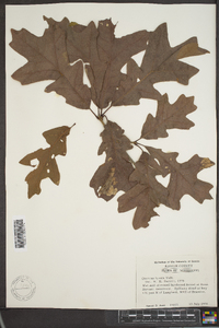 Quercus lyrata image