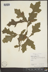 Quercus lyrata image